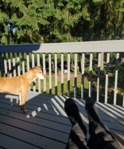 Air Venturi Steel BBS, 177 Cal, 5.1 Grains, Zinc-Plated, 2,500ct 24 C1lMPjJbpQS