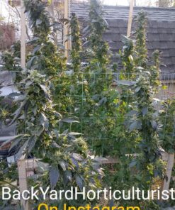 Humboldts Secret Golden Tree: Best Plant Food for Plants & Trees - All-in-One Concentrated Additive - Vegetables, Flowers, Fruits, Lawns, Roses, Tomatoes & More (16 Ounce) 16 Ounce 36 C1mePsRRtMS