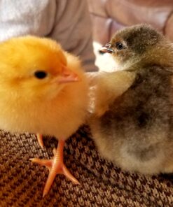 HBlife Digital Egg Incubator for Hatching 9-12 Chicken, Quail and Duck Eggs, with Fully Automatic Egg Turning and Temperature Display, Hatcher for Turkeys, Birds, Parrots and Poultry 55 C1mg6d fI4S