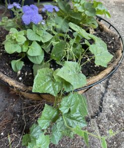 Seed Needs, Cucamelon Seeds - 65 Heirloom Seeds for Planting Melothria scobra - Mexican Sour Gherkin Non-GMO & Untreated, Boasts a Light Citrus Flavor, (2 Packs) 2 Packs (130 Seeds) 41 C1muhoY9eKS