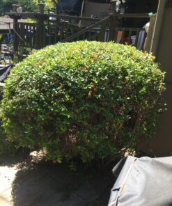 BLACK+DECKER 20V MAX Cordless Hedge Trimmer, 22 Inch Steel Blade, Reduced Vibration, Battery and Charger Included (LHT2220), Orange 41 C1nYE6xeYsS