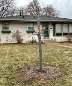 EasyFlex 1131-6C Tree Trunk Protector, 6 Count (Pack of 1), Gray 6 Count (Pack of 1) 29 C1oLURsnyhS