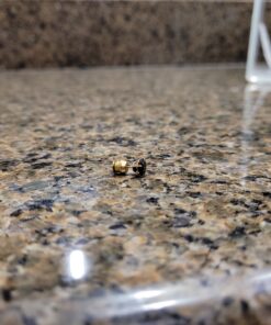 Chrysmela Catch Yellow Gold most secure high tech earring lock earring back replacement for all types of earring posts auto adjustable auto locking hypoallergenic patented in 5 countries 29 C1p1AUCteUS