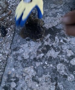 Chill-N-Reel Fishing Can Cooler (from Shark Tank) | Hard Shell Drink Holder with Hand Line Reel Attached | Fits Any Standard Insulator Sleeve or Coozie | Unique Fun Fishing Gift Camo 35 C1pbCLDoYSS