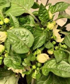 FoxFarm Ocean Forest Potting Soil, 1.5 cu ft, brown/a (FX14000) 33 C1qPROBCgJS