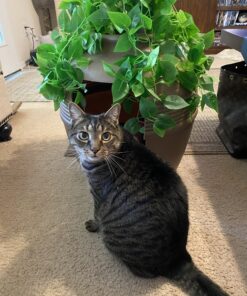 Good Pet Stuff, The Original Hidden Litter Box, Artificial Plants & Enclosed Cat Planter Litter Box, Vented & Odor Filter, Easy to Clean, Mocha Brown , 20" wide x 19 3/4" 43 C1qnBBuWy0S