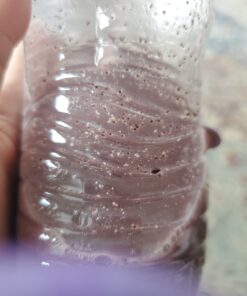 Navitas Organics Acai Powder, 8 oz Bag, 76 Servings — Organic, Non-GMO, Freeze-Dried, Gluten-Free 8 Ounce (Pack of 1) 19 C1t0U2SPLeS