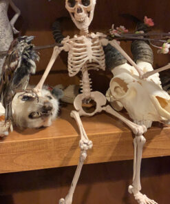 Prextex Skeleton Halloween & Day of The Dead Decoration for Home and Office - 19 Inch Posable Plastic Small Skeleton Toy Halloween Décor with Movable / Bendable Joints and 2 Sets of Body Accessories 19 inches 31 C1tCdVLe0TS 1