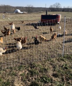 Premier 48" PoultryNet® Electric Fence 12/48/3, 164', Double Spike, White 20 C1tPt06aQrS
