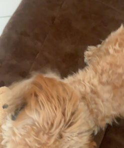 K&H Pet Products Self-Warming Crate Pad, Warming Dog Crate Bed, Machine Washable Dog Crate Mat, Mocha X-Small 14 x 22 Inches 22.0"L x 14.0"W x 1.0"Th 46 C1u58uDtvgS