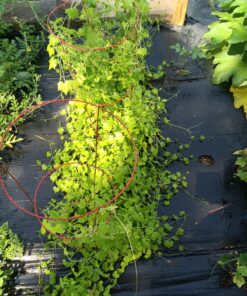 Seed Needs, Cucamelon Seeds - 65 Heirloom Seeds for Planting Melothria scobra - Mexican Sour Gherkin Non-GMO & Untreated, Boasts a Light Citrus Flavor, (2 Packs) 2 Packs (130 Seeds) 53 C1uY7wspYzS