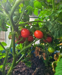 AeroGarden Salsa Garden Seed Pod Kit, 7 27 C1uunA7RDNS