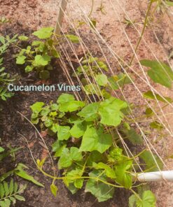 Seed Needs, Cucamelon Seeds - 65 Heirloom Seeds for Planting Melothria scobra - Mexican Sour Gherkin Non-GMO & Untreated, Boasts a Light Citrus Flavor, (2 Packs) 2 Packs (130 Seeds) 45 C1xZuiNdloS