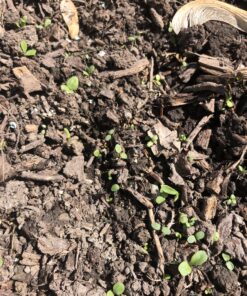 Wildflower Seeds Edible Flowers Mix - 1 Ounce Over 7,000 Open Pollinated Annual and Perennial Seeds 1 Ounce Packet 43 C1xm2imMf8S