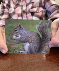 Animal Flash Cards - 50 Educational Flashcards for Children and Adults - Fun Vocabulary Builder Flash Cards for Speech Therapy, ESL, Occupational Therapy, and More Animals 22 C1yczj9VIKS