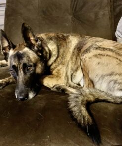 KONG - ZoomGroom - Dog Brush for Grooming and Shampooing - Red Brush for Large Dogs Standard Packaging 29 C1yqqha7o6S