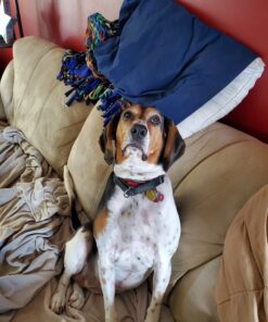 Dingo Tartar And Breath Dental Sticks For All Dogs, 48-Count 48 Count (Pack of 1) 28 C1zBmoK84HS