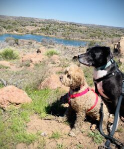 Mighty Paw Dual Dog Leash - Suitable for Two Dogs - Leash for 2 Dogs No Tangle - Leash Splitter - Large and Small Dog Compatible - Dual Leash Attachment - Double Clip Dog Leash Coupler - Dog Splitter Double Leash Standard | Dogs 30+ lbs 44 C1zOjY9tK0S