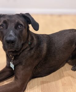 Purina Busy Bone Made in USA Facilities, Long Lasting Small/Medium Breed Adult Dog Chews, Peanut Butter Flavor - 6 ct. Pouch 6 Count (Pack of 1) 29 C1zaYB3NmjS