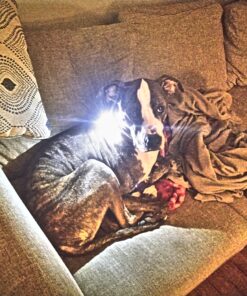 UST See-Me 1.0 Waterproof LED Light for Emergency, Camping, Hiking and Outdoor Survival Steady on 19 D1EuvN9ToJS