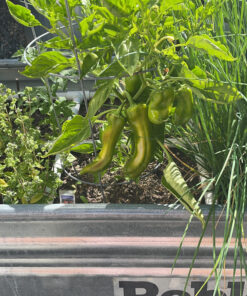 SONKIR Soil pH Meter, MS02 3-in-1 Soil Moisture/Light/pH Tester Gardening Tool Kits for Plant Care, Great for Garden, Lawn, Farm, Indoor & Outdoor Use (Green) 1 Pack 40 D1GbA8FrqyS