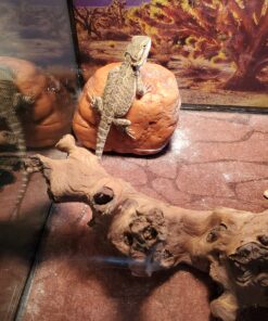 Exo Terra Reptile Cricket Feeder 13 D1JBPrUXspS