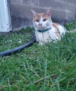 Petmate Aspen Pet Breakaway Fashion Collar, 3/8" x 8-12", Sub Geo Blue 3/8" x 8-12" 31 D1JtKzpnG S