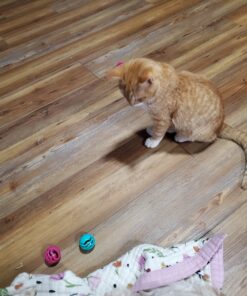 Hartz Just For Cats Midnight Crazies Cat Toy Balls - Assorted, for All Breed Sizes 30 D1OkzLLK7pS