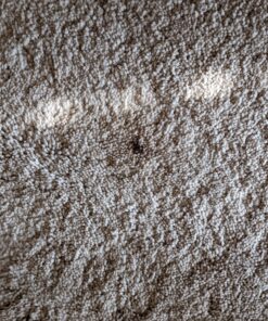 Carpet Miracle - Carpet Cleaner Shampoo Solution for Machine Use, Deep Stain Remover and Odor Deodorizing Formula, Use On Rug Car Upholstery and Carpets (32FL OZ) Spring Mint Scent 32 Fl Oz (Pack of 1) 59 D1W04RM11S