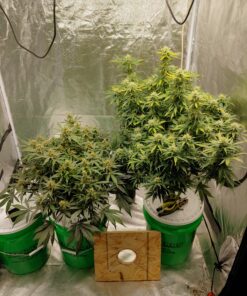 Advanced Nutrients GL525050-12 Big Bud Liquid Fertilizer, 250 mL.250 Liter, Brown/A .250 Liter 26 D1a0KzKp5dS