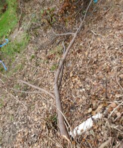 Fiskars Machete Axe - 18" Curved Blade with Nylon Sheath - Lawn and Garden Tools - Orange/Black 42 D1eK9o7z2IS