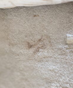 Carpet Miracle - Carpet Cleaner Shampoo Solution for Machine Use, Deep Stain Remover and Odor Deodorizing Formula, Use On Rug Car Upholstery and Carpets (32FL OZ) Spring Mint Scent 32 Fl Oz (Pack of 1) 60 D1l6t5b5pES