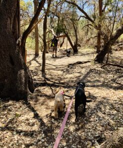 Mighty Paw Dual Dog Leash - Suitable for Two Dogs - Leash for 2 Dogs No Tangle - Leash Splitter - Large and Small Dog Compatible - Dual Leash Attachment - Double Clip Dog Leash Coupler - Dog Splitter Double Leash Standard | Dogs 30+ lbs 45 D1lCXXevtES