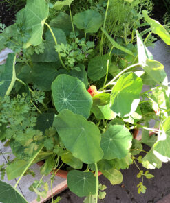 Wildflower Seeds Edible Flowers Mix - 1 Ounce Over 7,000 Open Pollinated Annual and Perennial Seeds 1 Ounce Packet 40 D1mvZCfSbBS