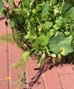 Wildflower Seeds Edible Flowers Mix - 1 Ounce Over 7,000 Open Pollinated Annual and Perennial Seeds 1 Ounce Packet 41 D1oIUnbN5kS