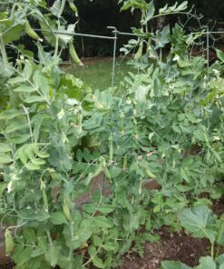 Pea Seed, Sugar Daddy Snap Pea, Heirloom, Non GMO, 20 Seeds, Perfect Peas, Country Creek Acres 27 D1obMqJfhCS