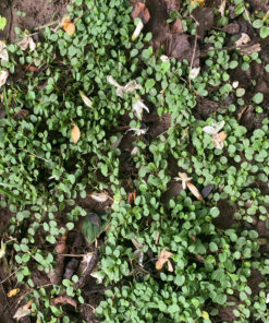 Outsidepride Viola Johnny Jump Up Wild Flowers & Ground Cover Plants - 5000 Seeds Johnny-jump Up 44 D1rNiCywJZS