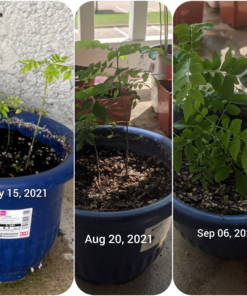 Neptune's Harvest Organic Hydrolized Fish & Seaweed Fertilizer 36 0z 36 Ounce 28 D1sqc1Ik7TS