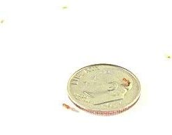 Josh's Frogs Producing Wingless Drosophila Melanogaster Fruit Fly Culture 17 11u7kbCcTHL