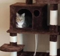 Greenies FELINE GREENIES SMARTBITES HEALTHY INDOOR Natural Treats for Cats, Chicken Flavor, 2.1 oz. Pouch 2.1 Ounce (Pack of 1) 27 21Yq x3Z L