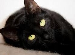 Sheba Wet Food PERFECT PORTIONS Paté Adult Wet Cat Food Trays (24 Count, 48 Servings), Delicate Salmon Entrée, Easy Peel Twin-Pack Trays , 1.32 Ounce (Pack of 48) 1.32 Ounce (Pack of 48) 38 21ZilNNqfWL