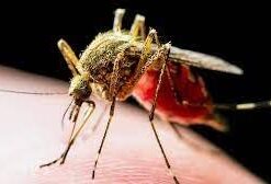 Mosquito Barrier 2001 Liquid Spray Repellent, 1-Quart 11 21bCoqKelL