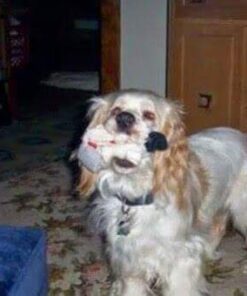 The Amazing Afterlife of Animals: Messages and Signs From Our Pets On The Other Side 15 31 eygDfPQL