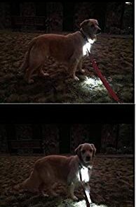 Small Dog Light - Dog Collar Light - Bubbas Leash Light - 2 Per Pack - Dog Walks & Backyard Monitoring. Attaches to Leash, Dog Collar, Harness. Small & Large Dogs. (Stealth Black) Bubba's Leash Light 30 31 gbyndFiL