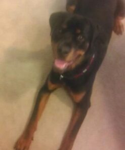 Pogi’s Dog Poop Bags - 500 Doggie Poop Bags for Yards - Leak-Proof Dog Waste Bags - Ultra Thick, Extra Large, Scented Poop Bags for Dogs & Cats (Single Large Roll) 500 Count (Pack of 1) 30 310Orqs3nKL 2