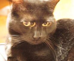 Lexar Professional 633x 32GB SDHC UHS-I Card, Up To 95MB/s Read, for Mid-Range DSLR, HD Camcorder, 3D Cameras, LSD32GCB1NL633 (Product Label May Vary) Single 18 314u4VGbdTL