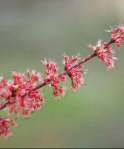 Nikon AF-S FX NIKKOR 50mm f/1.4G Lens with Auto Focus for Nikon DSLR Cameras Lens Only 44 318iqaPBc0L