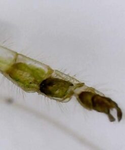 Jiusion Original 40-1000X USB Microscope with Portable Carrying Case, Digital Magnification Endoscope Camera 8 LEDs Metal Base for Micro USB USB-C Android, Windows Mac Linux Chrome 52 318lVgWeSL