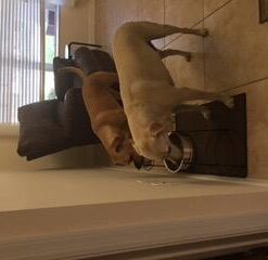 SPOT Elevated Dog Feeder, Stainless Steel, Single Bowl, Hygienic, Easy to Clean, Promotes Proper Posture, Ideal for Medium and Large Breeds, 14-Inch 40 31F76Gn5XL