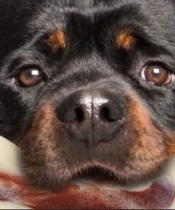 GREENIES TEENIE Natural Dog Dental Care Chews Oral Health Dog Treats Fresh Flavor, 12 oz. Pack (43 Treats) Mint Fresh 43 Count (Pack of 1) 38 31MeRVRpcBL